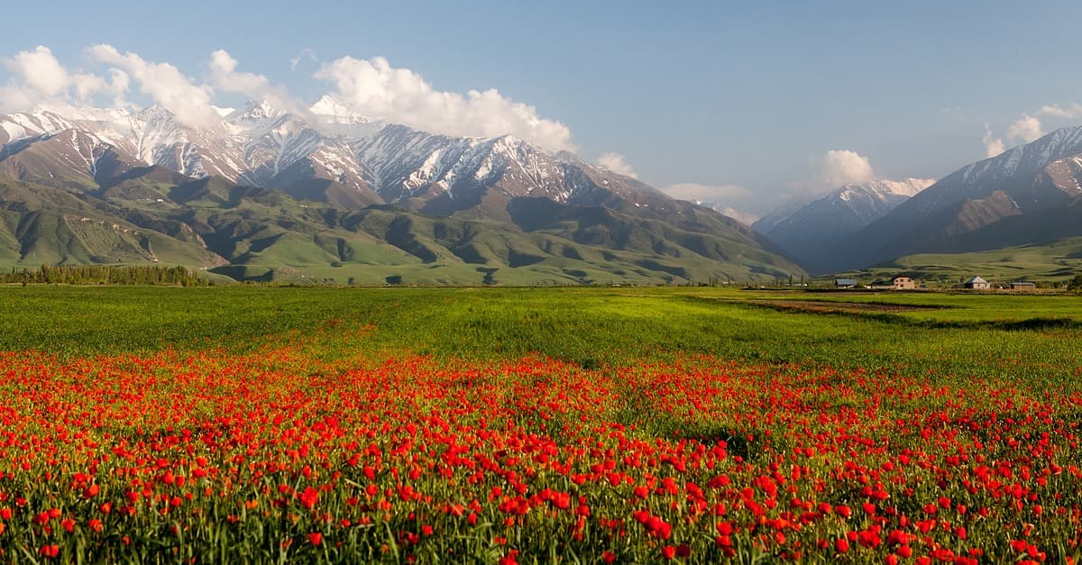 The Flower Valley of Kok Zhaiyk